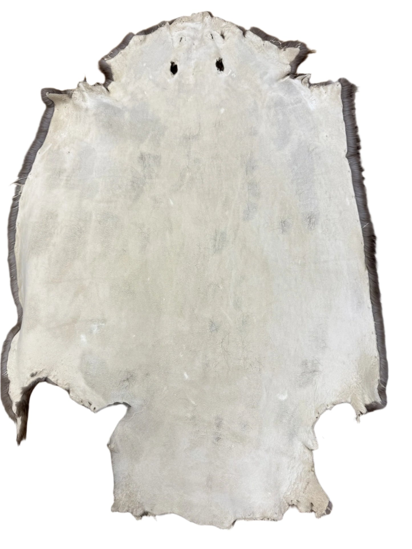 Beaver Pelt
