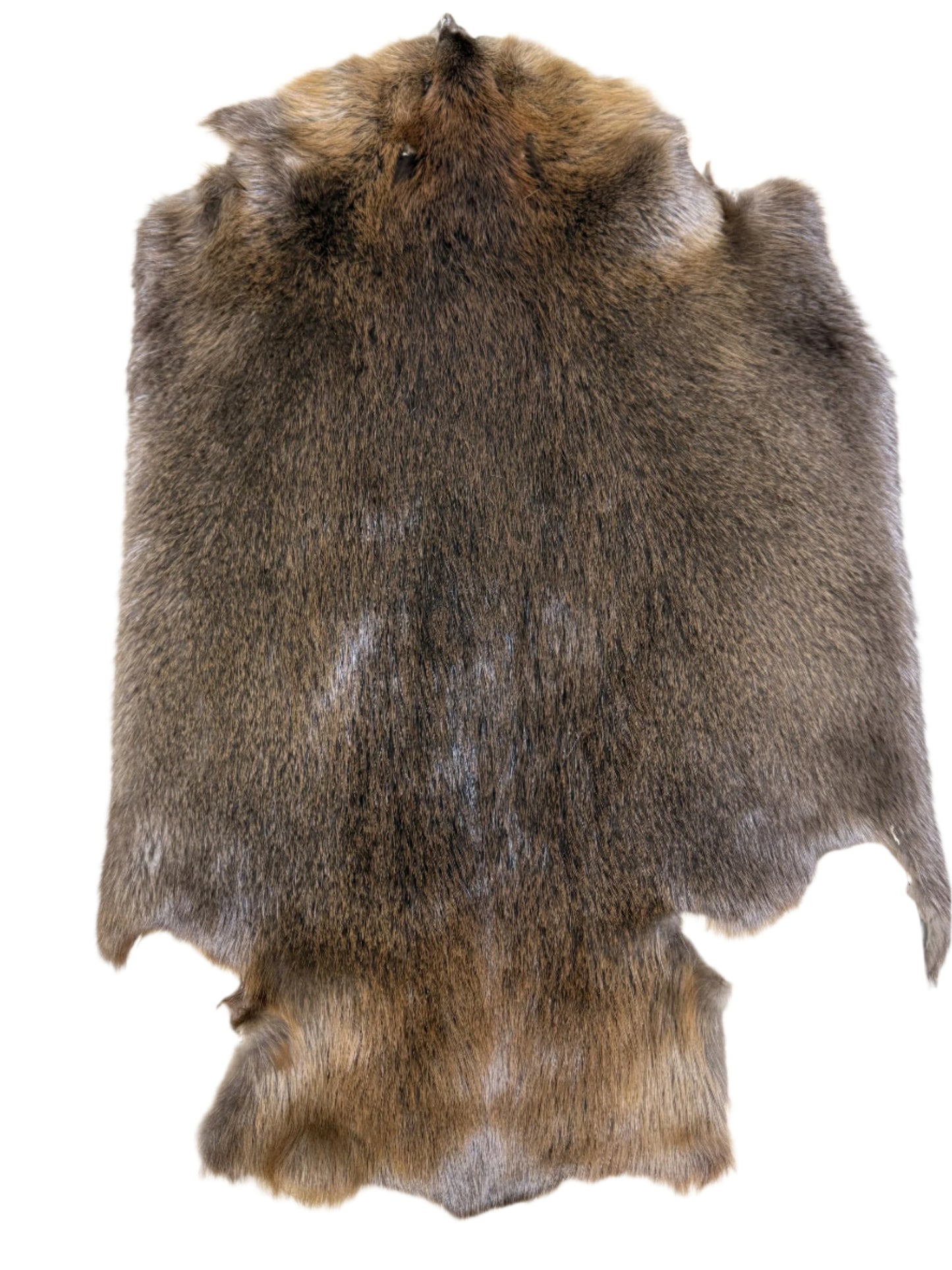 Beaver Pelt