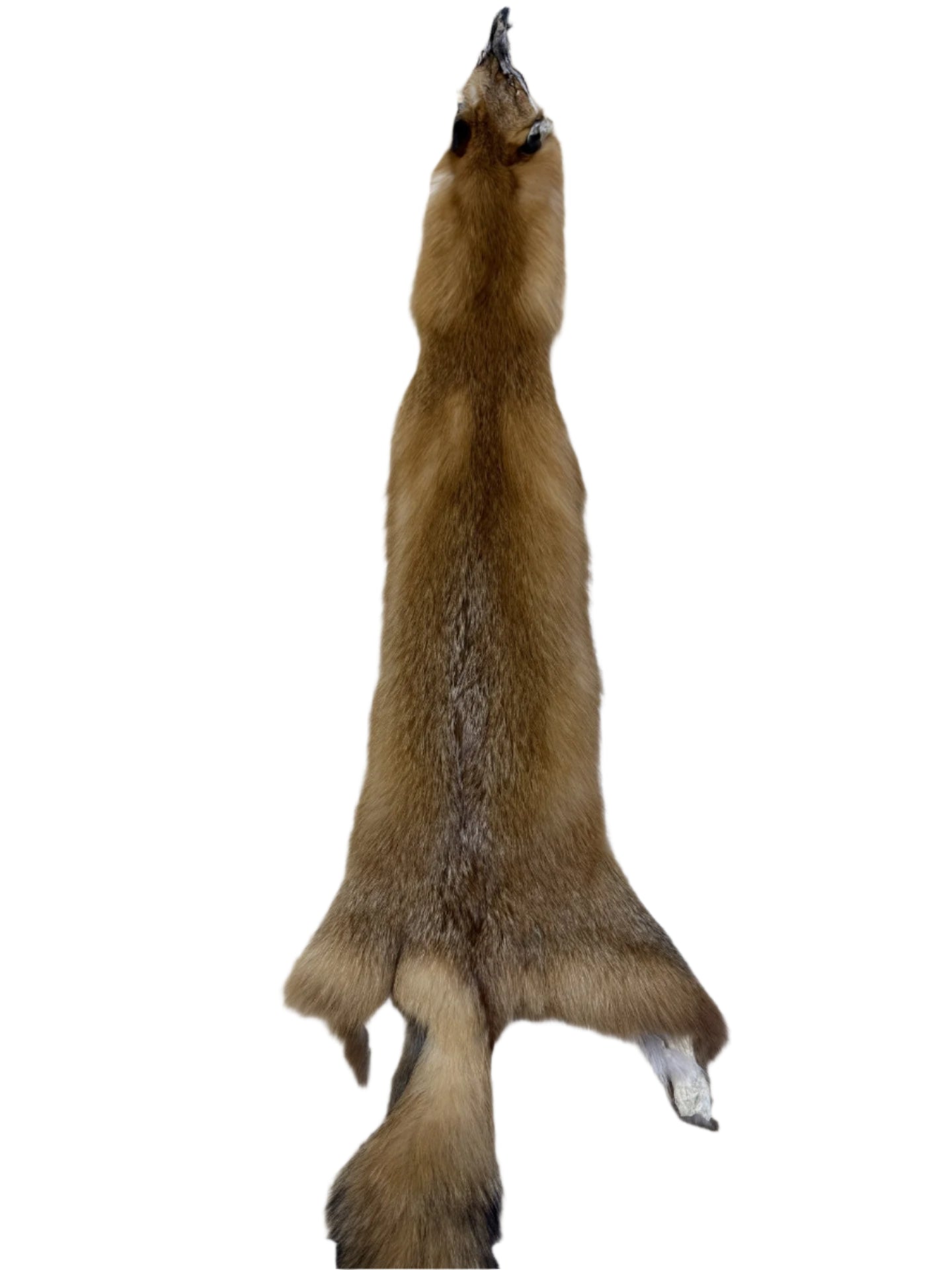 Red Fox Pelt