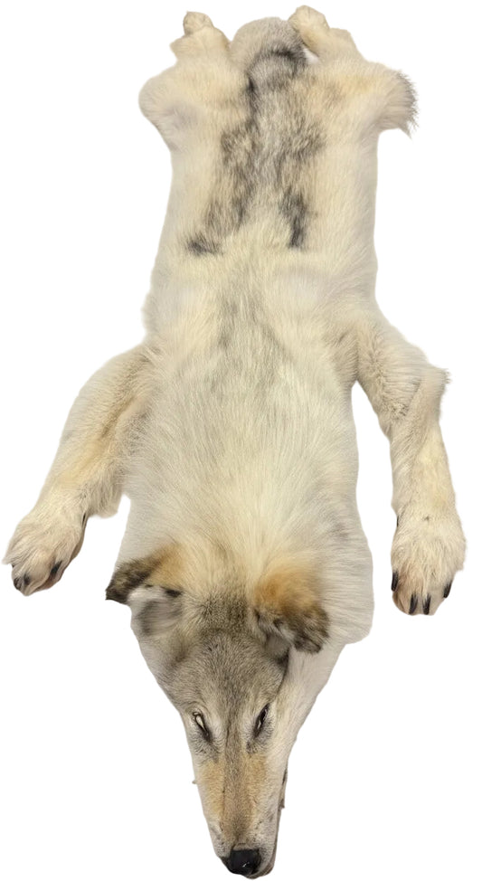 Arctic Wolf