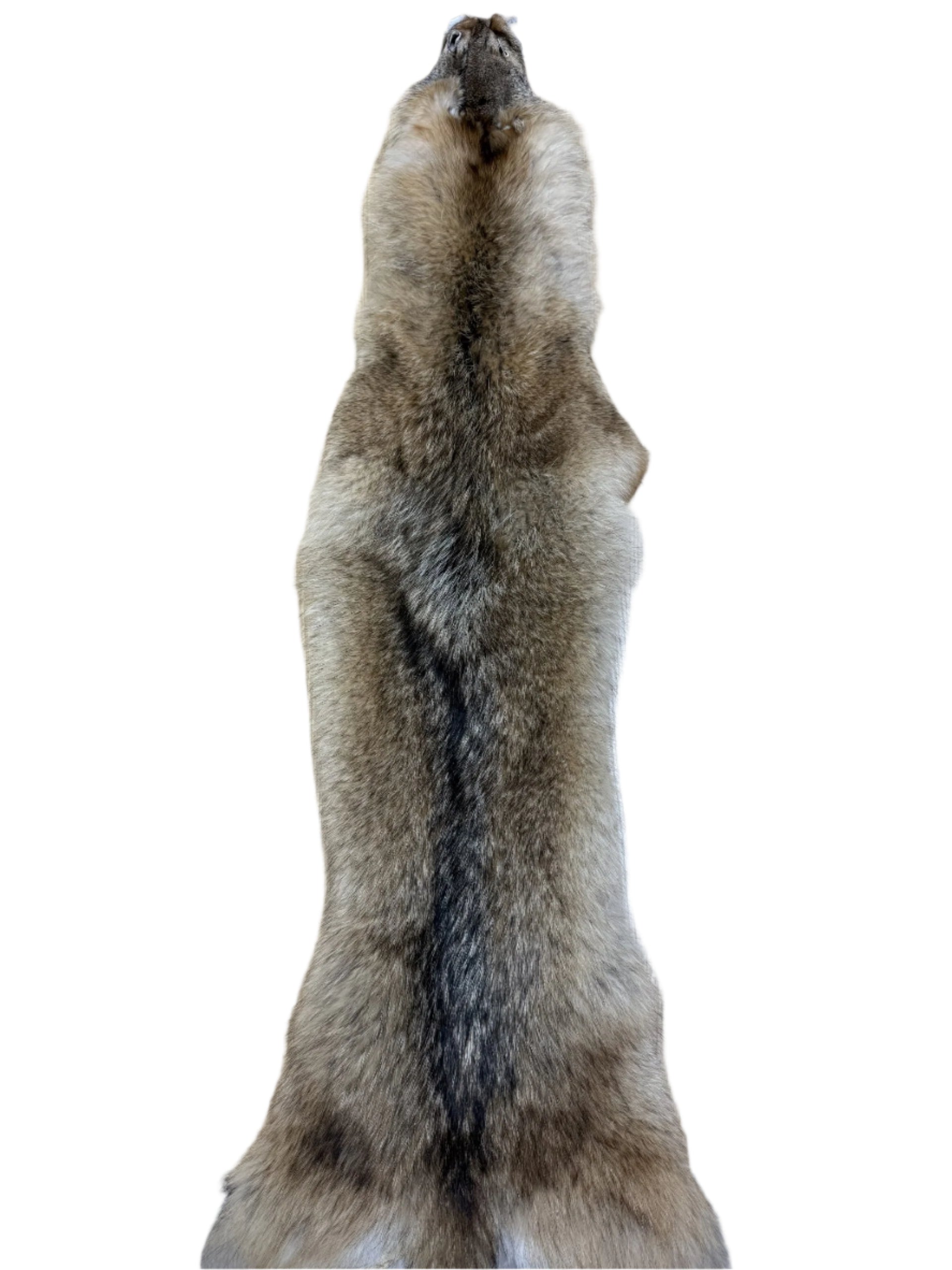 Coyote Pelt
