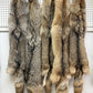 Coyote Pelt