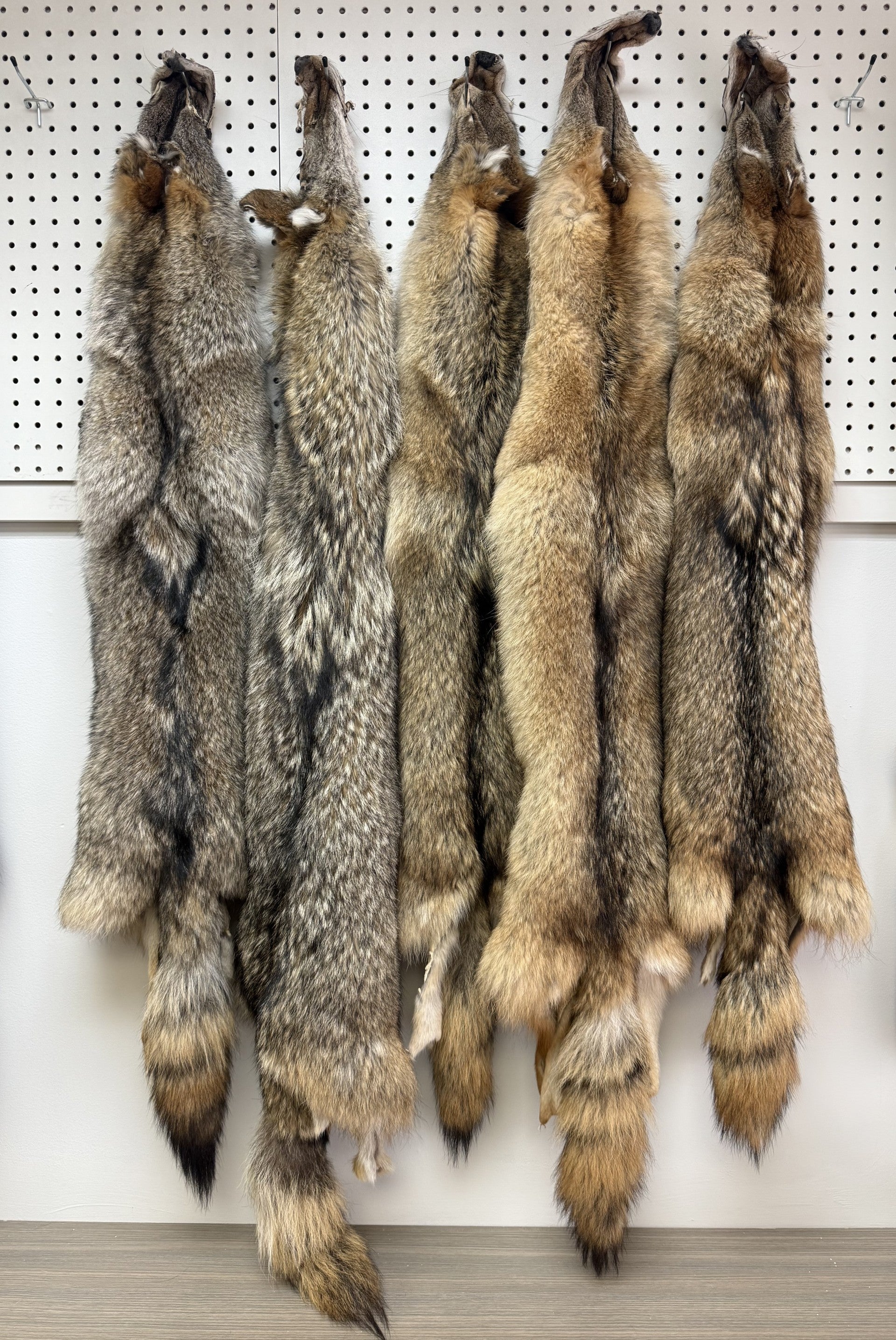 Coyote Pelt