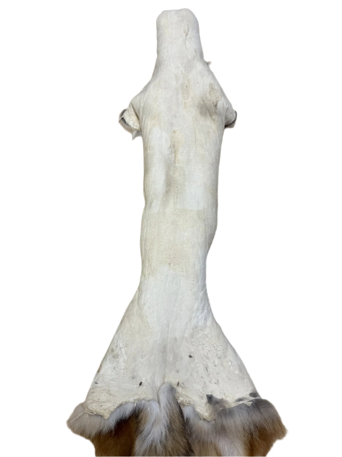 Coyote Pelt