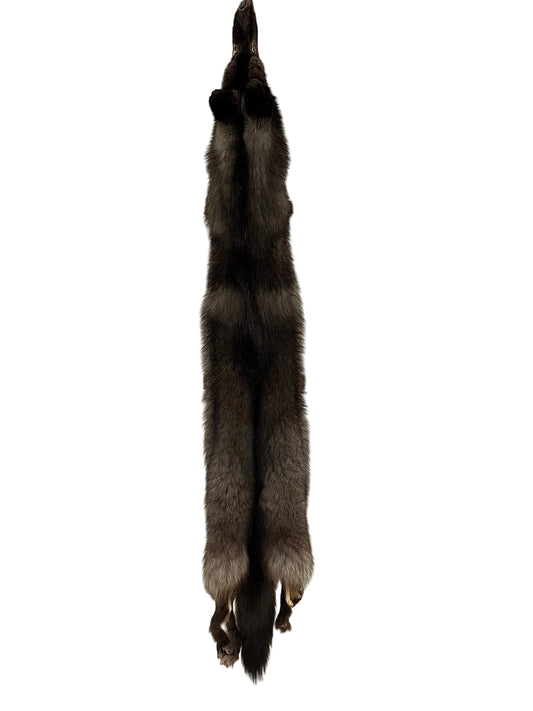 Black Wolf