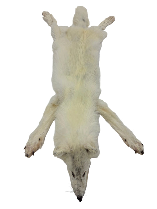 Arctic Wolf