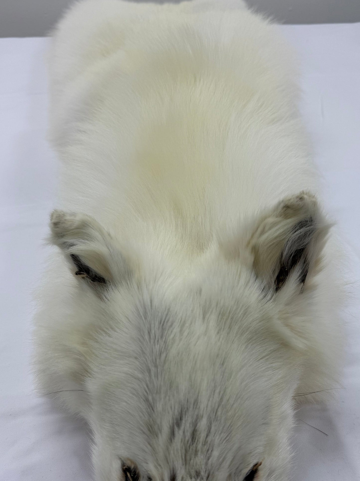 Arctic Wolf