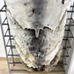 Seal Skin