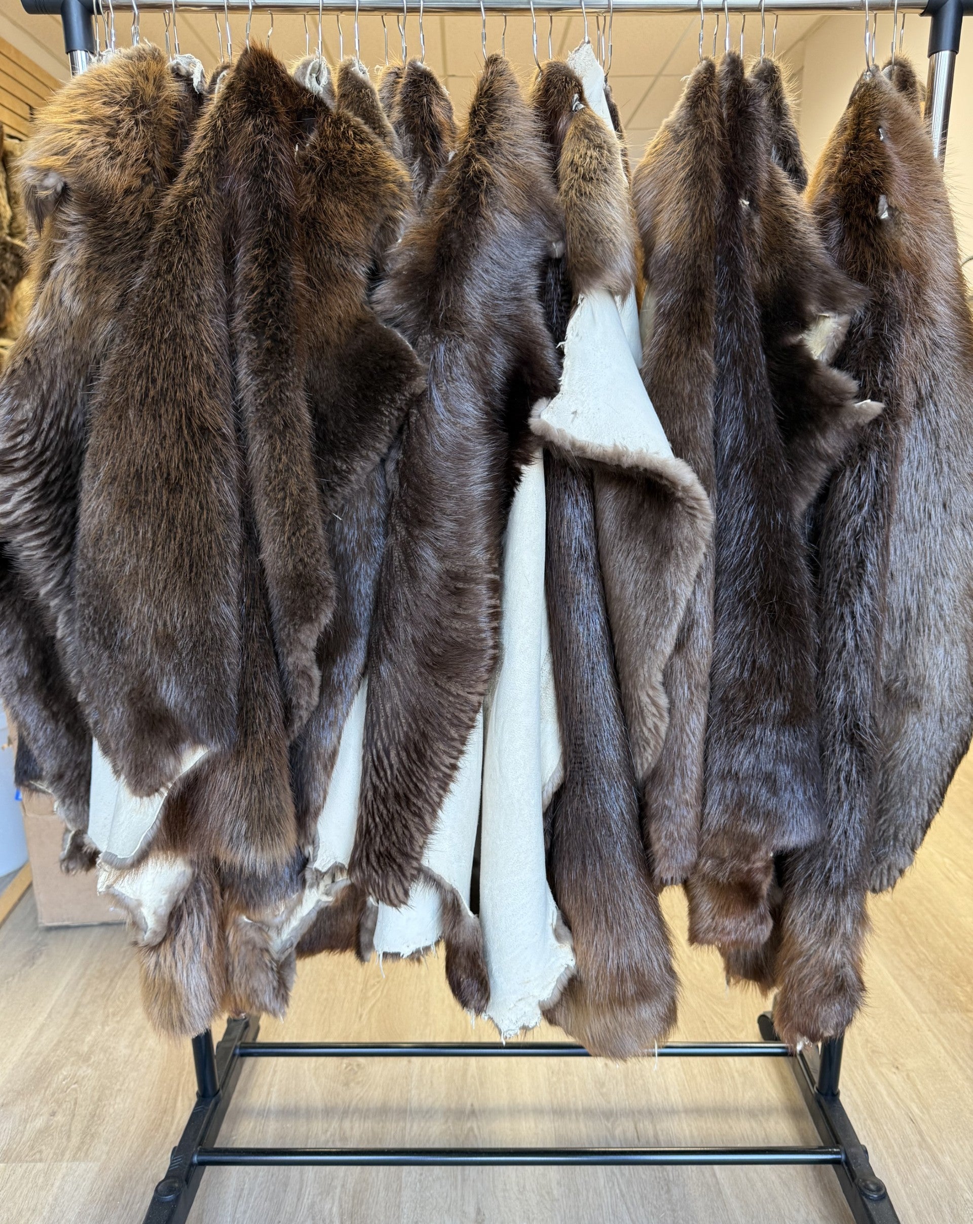 Beaver Pelt