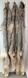 Lynx Pelt