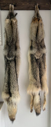 Timber Wolf